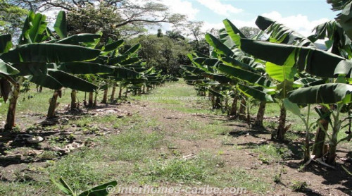 photos for LA VEGA: PRODUCING RICE FARM